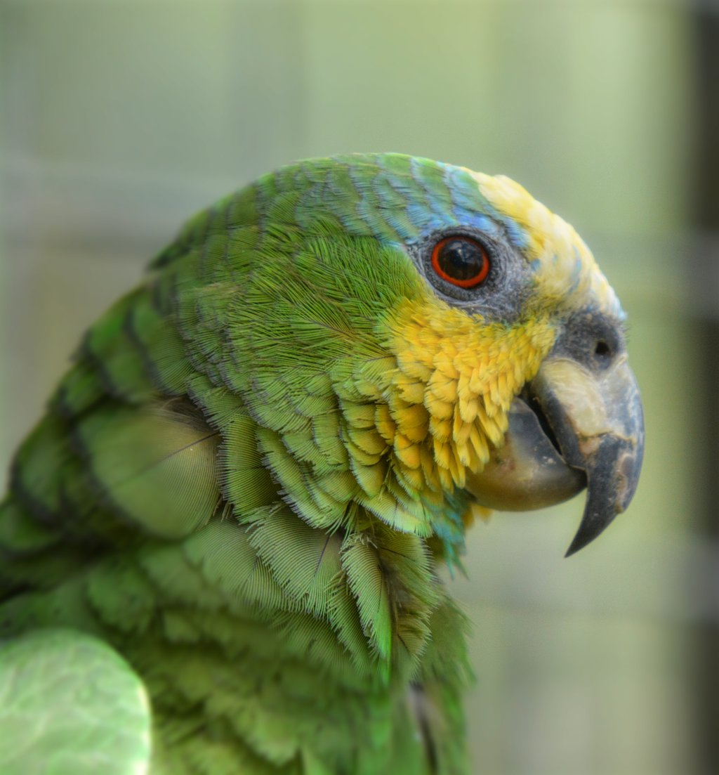 Orange Winged Amazon?