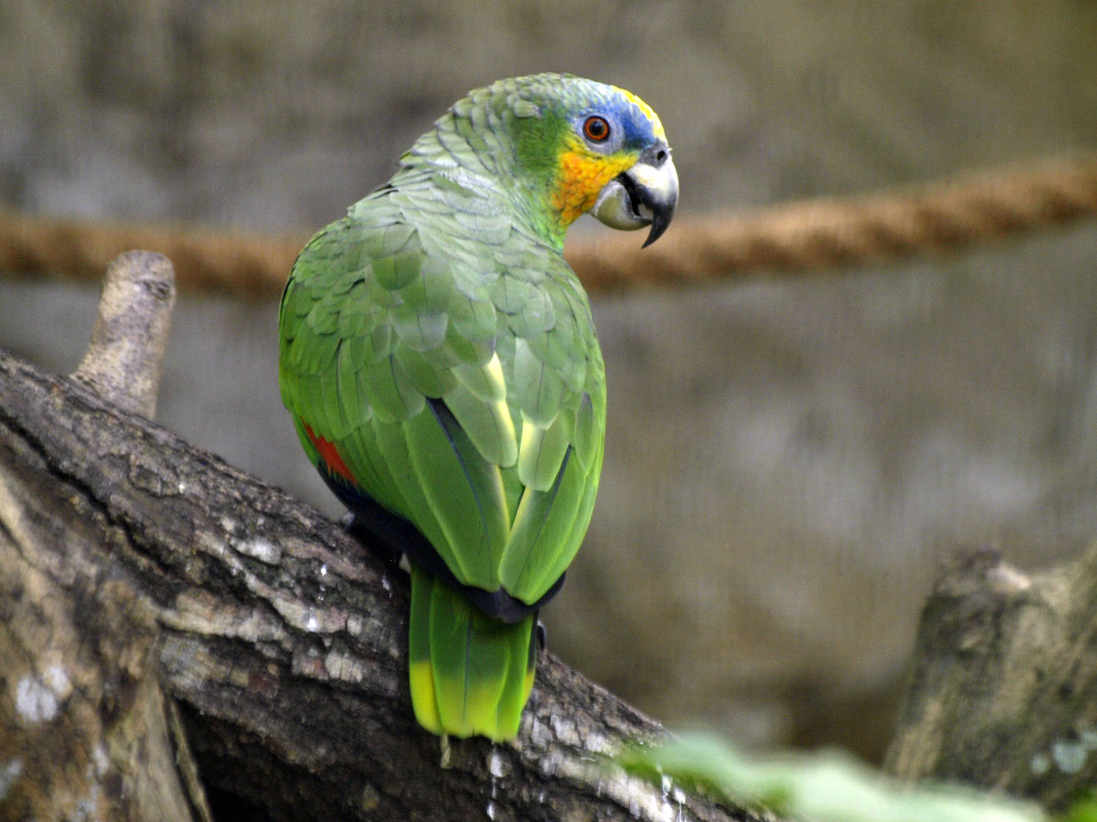 Orange-winged Amazon