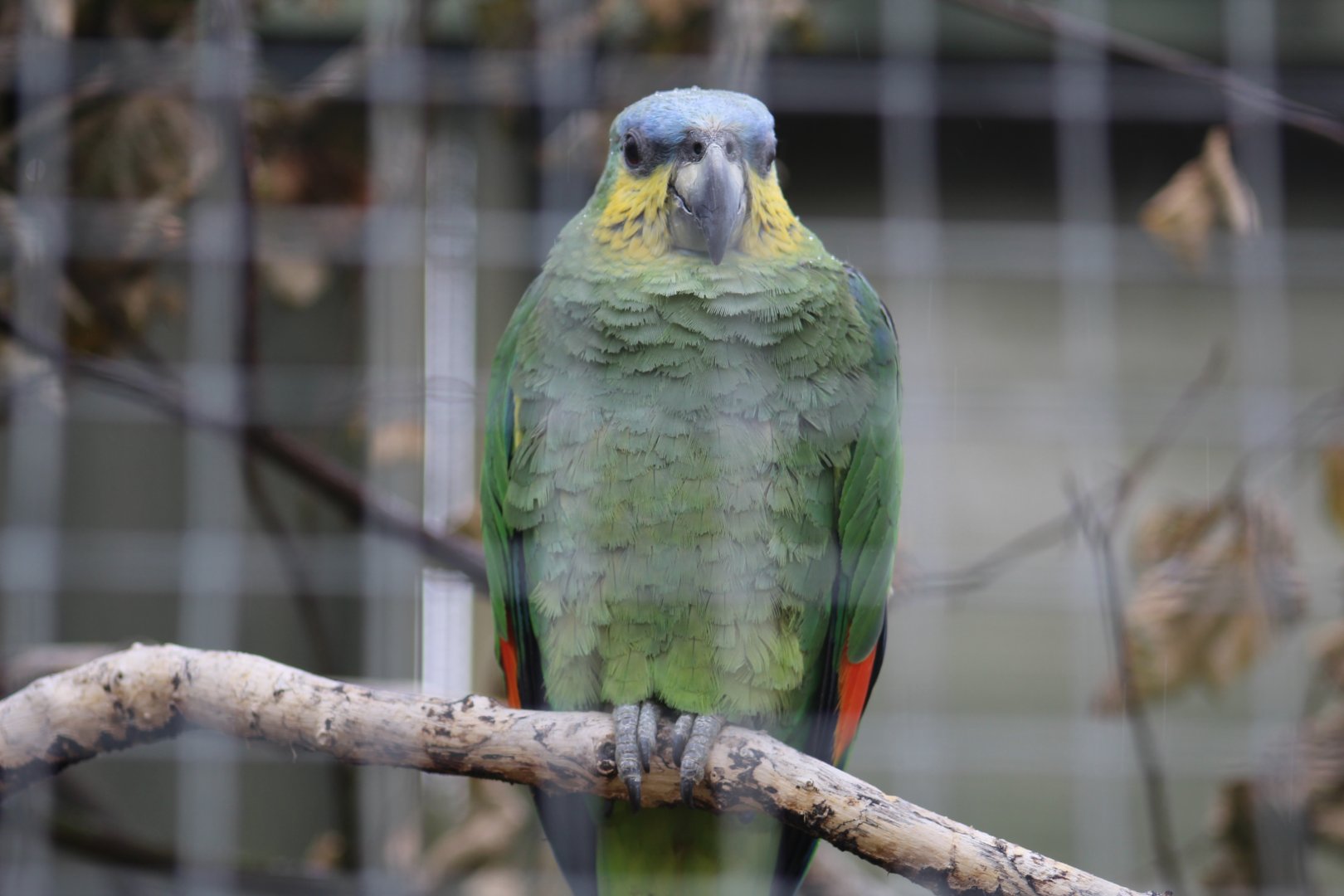 Orange-Winged Amazon