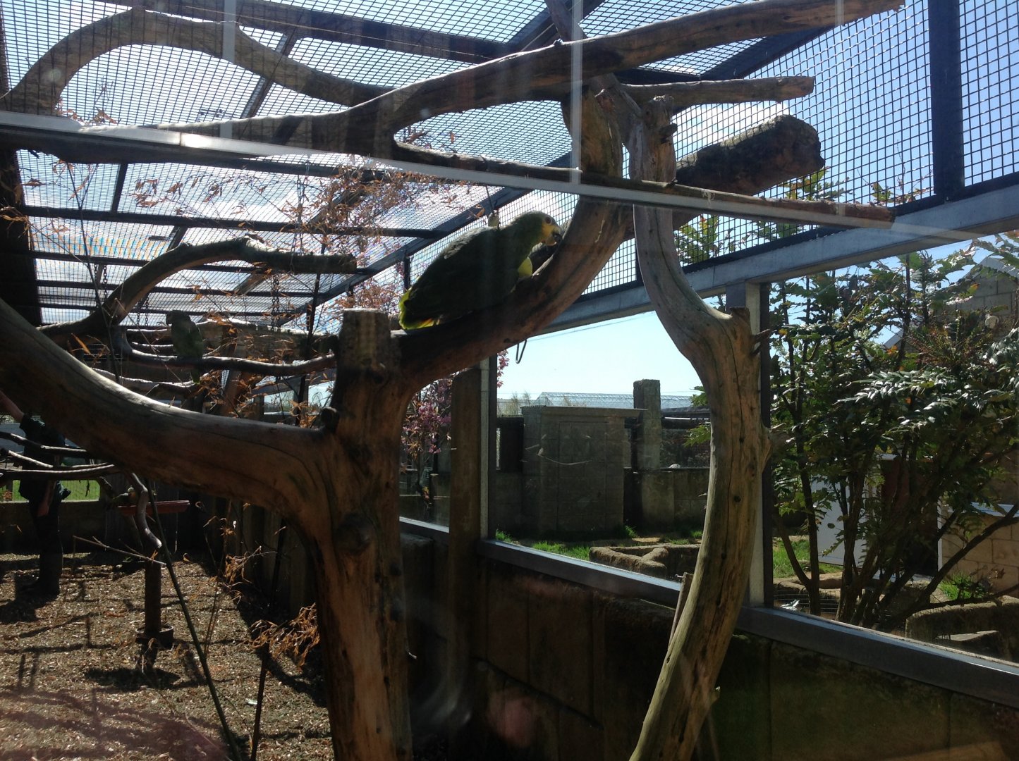 Orange-Winged Amazon?