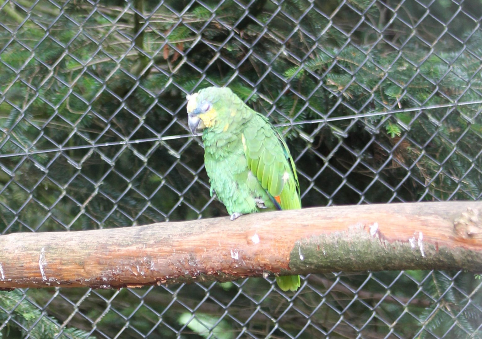 Orange-winged amazon