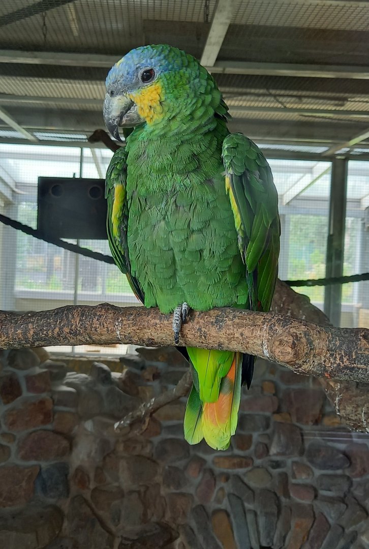 Orange-winged amazon