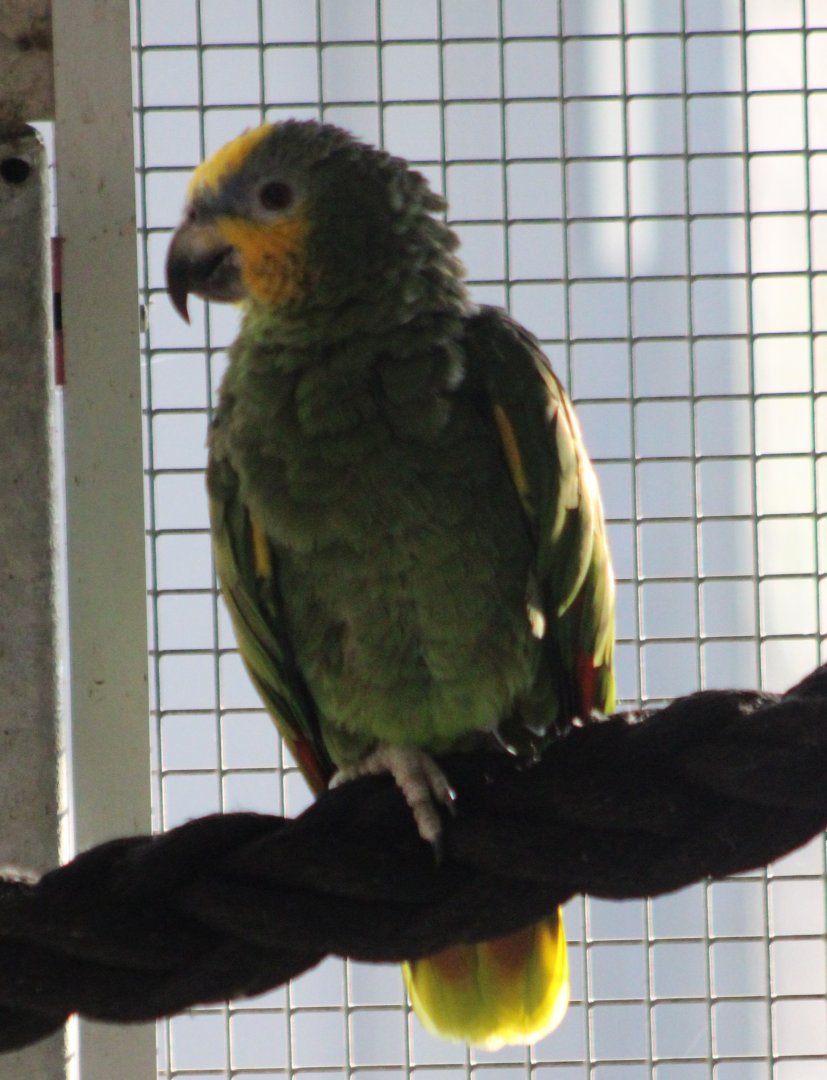 Orange-winged amazon