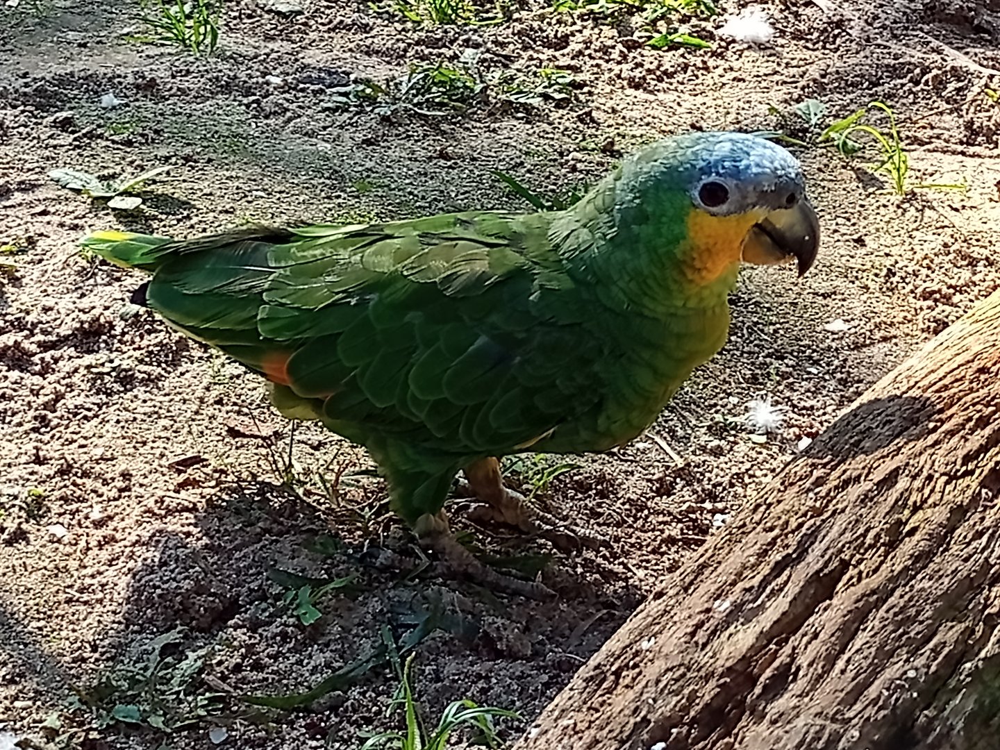 Orange winged amazon