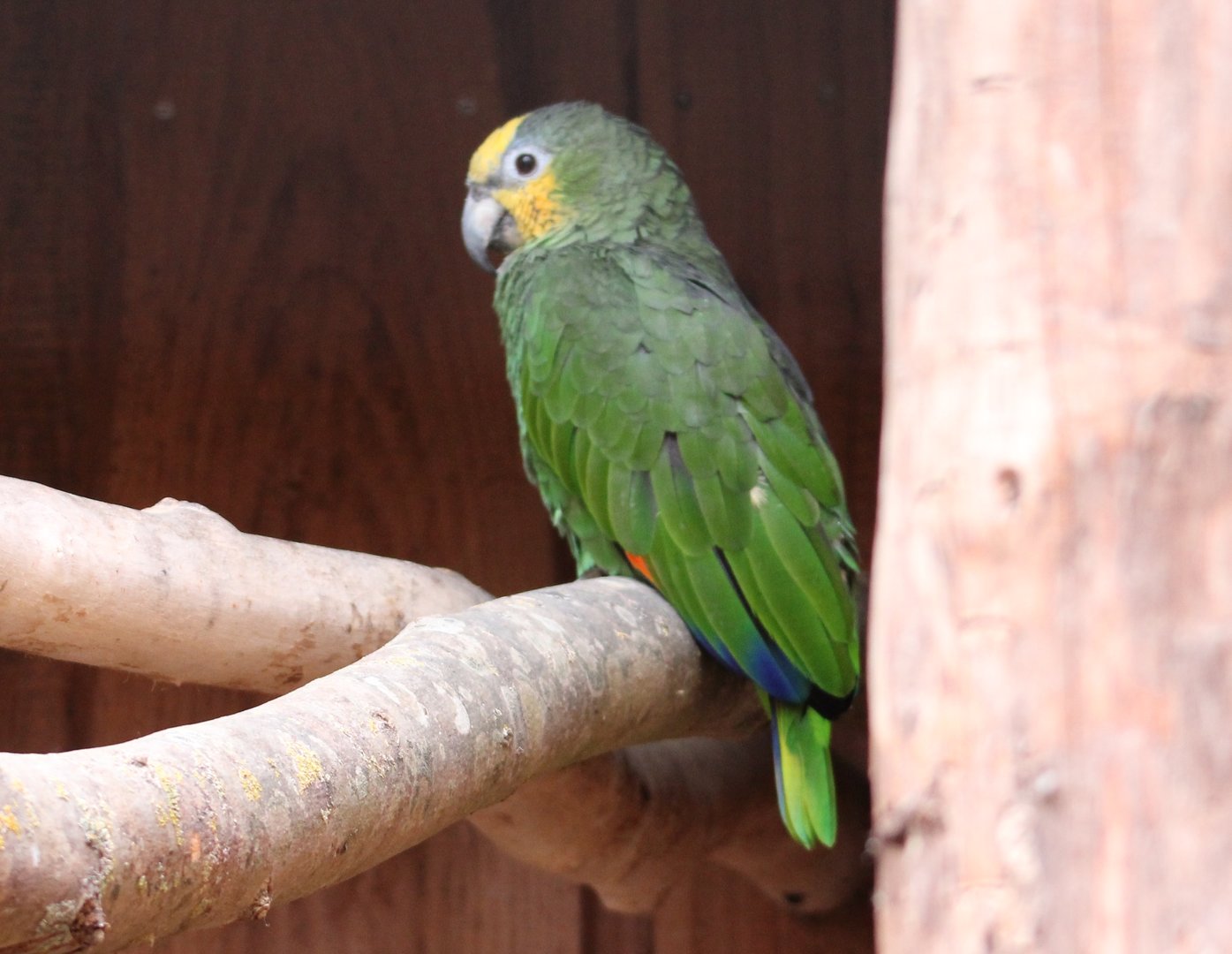 Orange-winged amazon