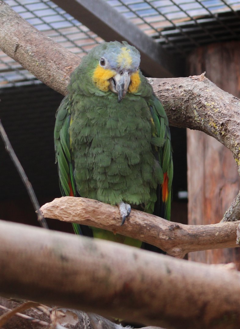 Orange-winged amazon