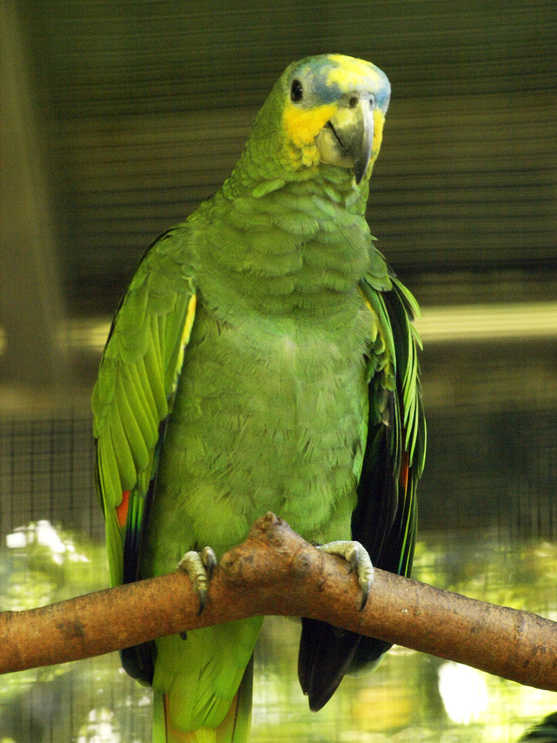 Orange-winged Amazon