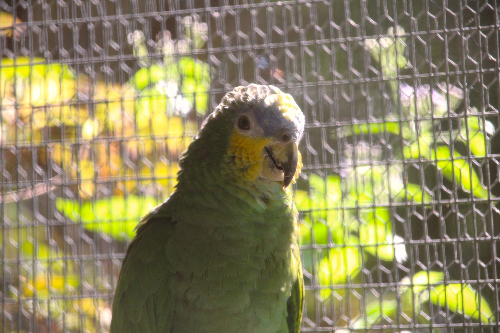 Orange-winged Amazon