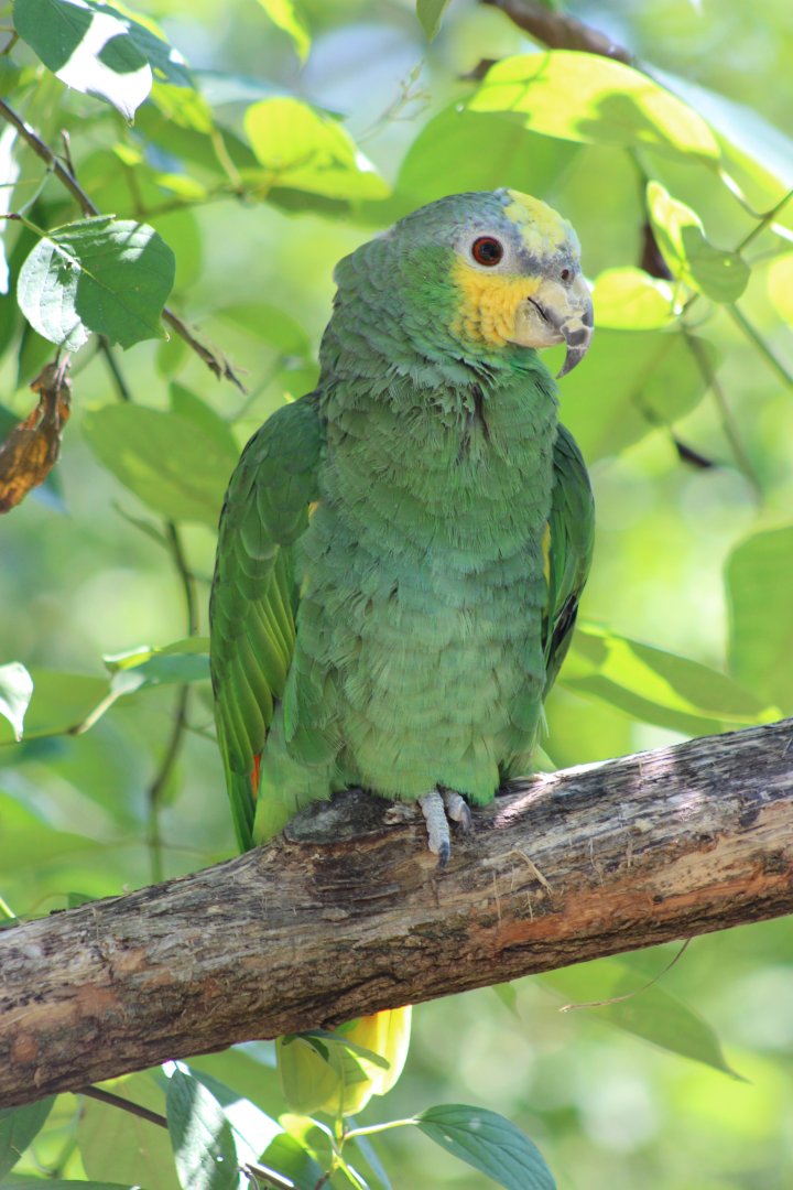 Orange-winged Amazon