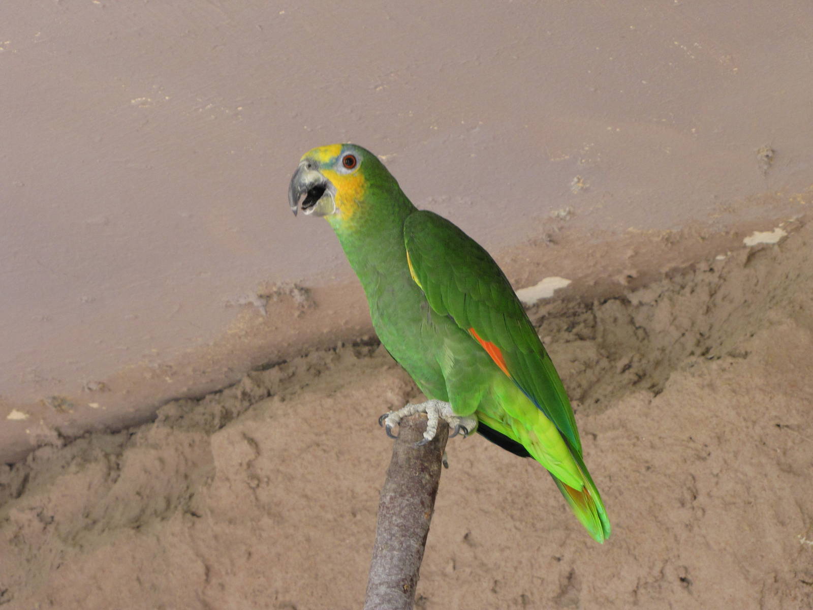 orange-winged amazon