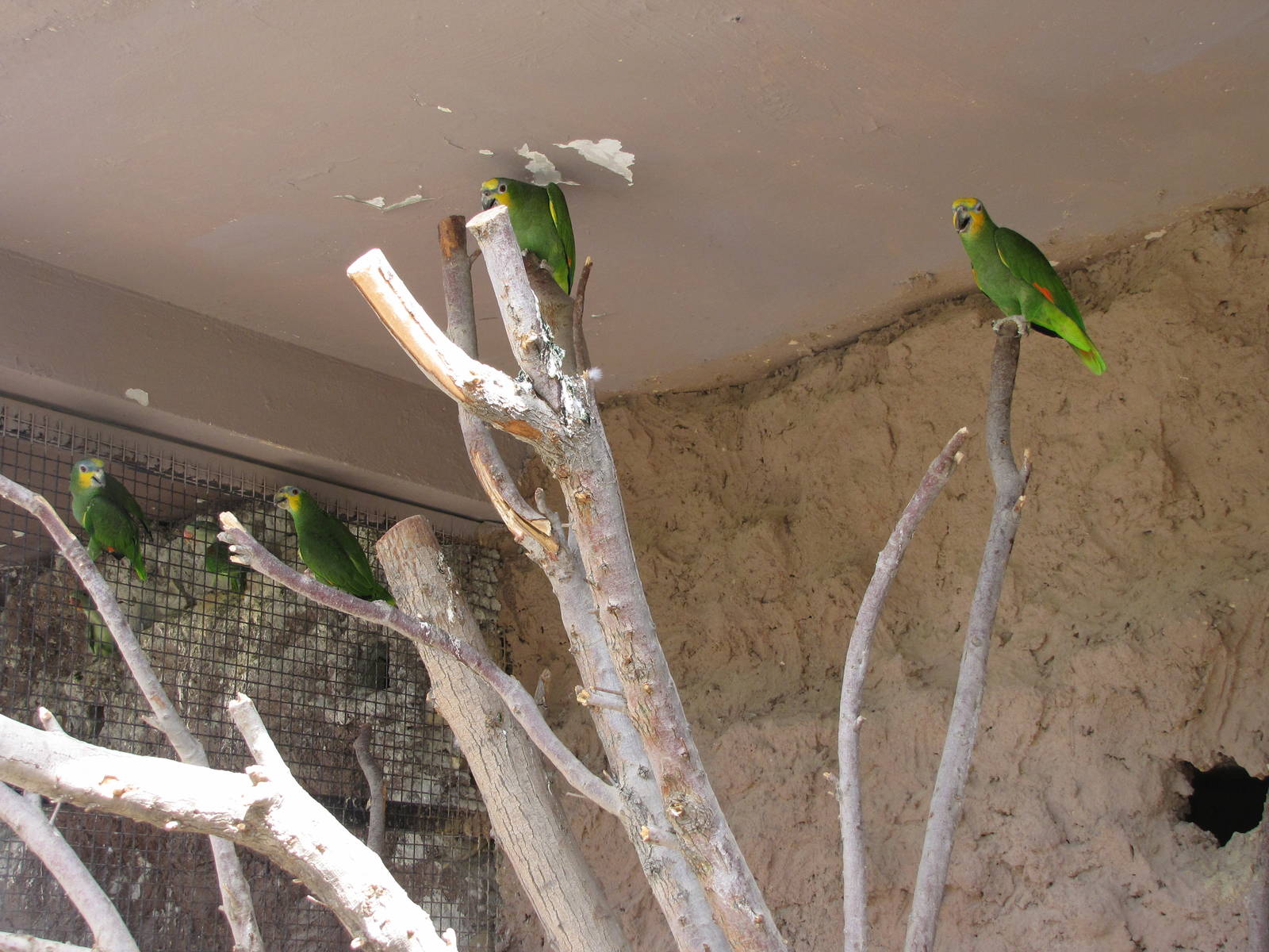 orange-winged amazon