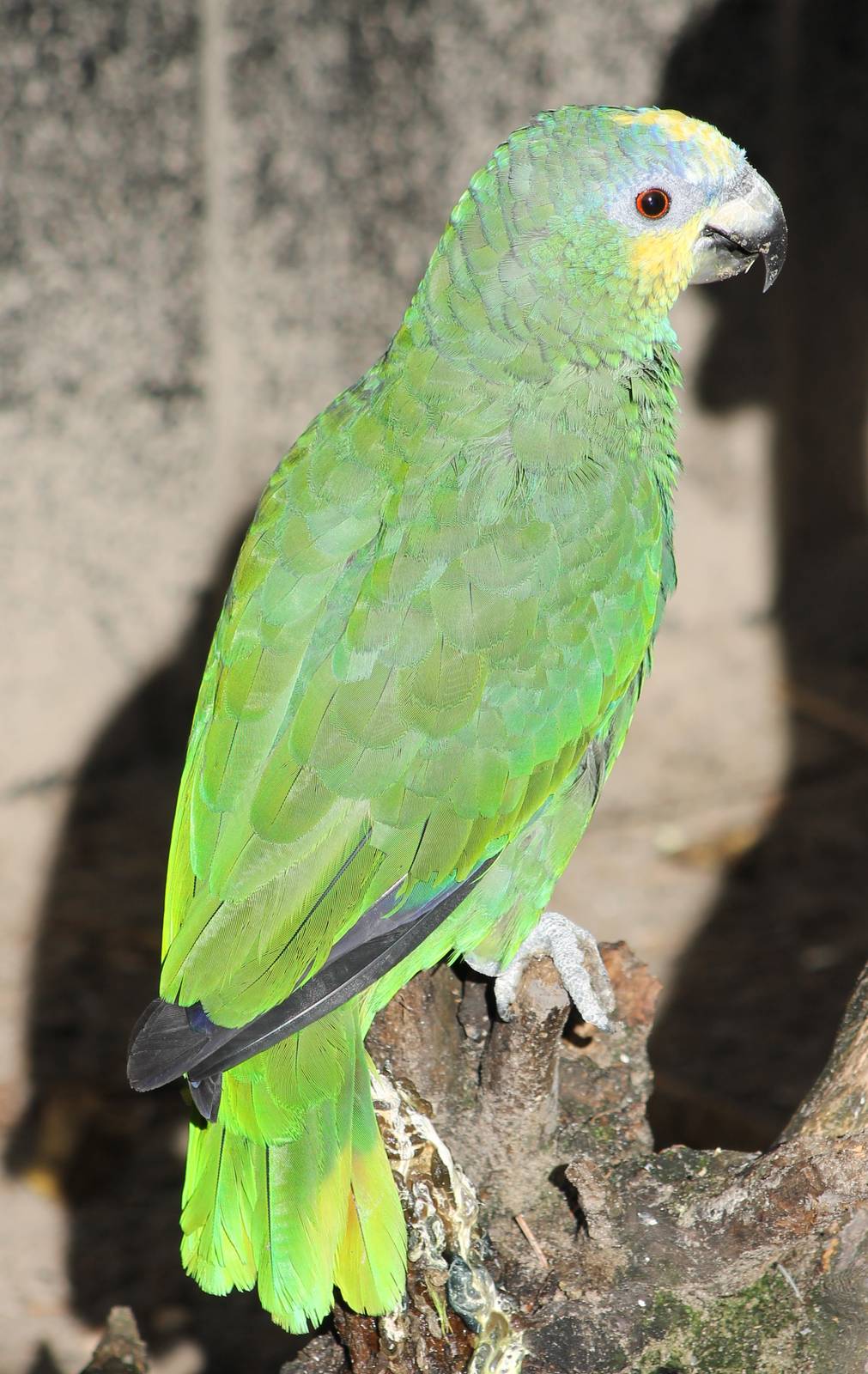 Orange-winged amazone parrot