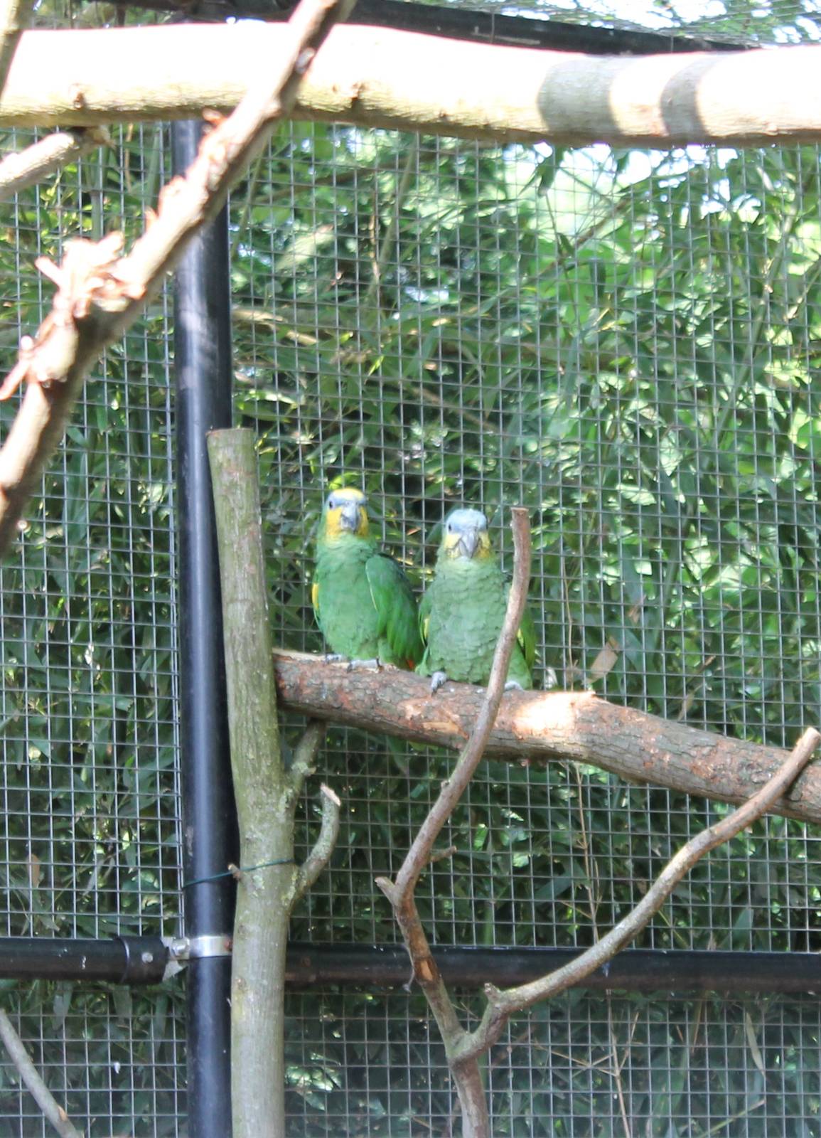 Orange-winged amazones