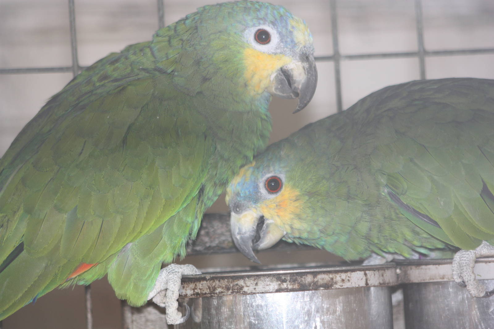 Orange-winged Amazons, 13th September 2013