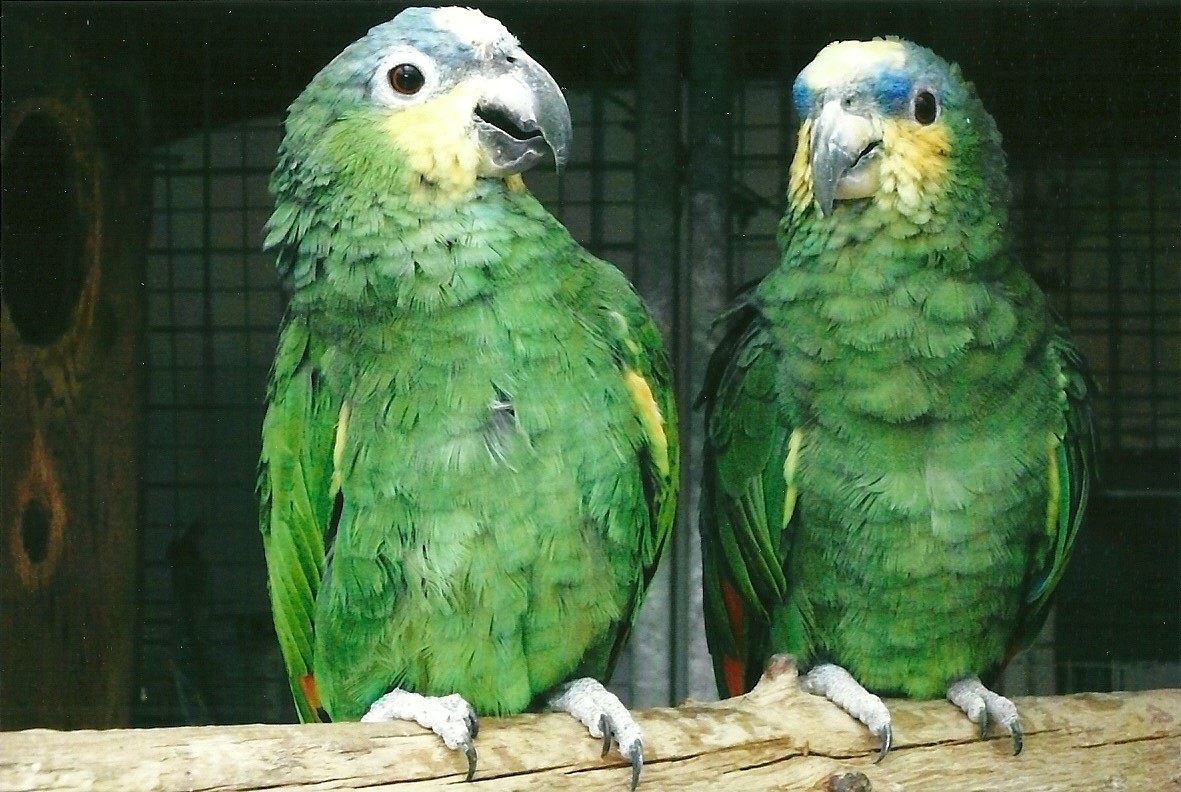 Orange-winged Amazons, 13th September 2013