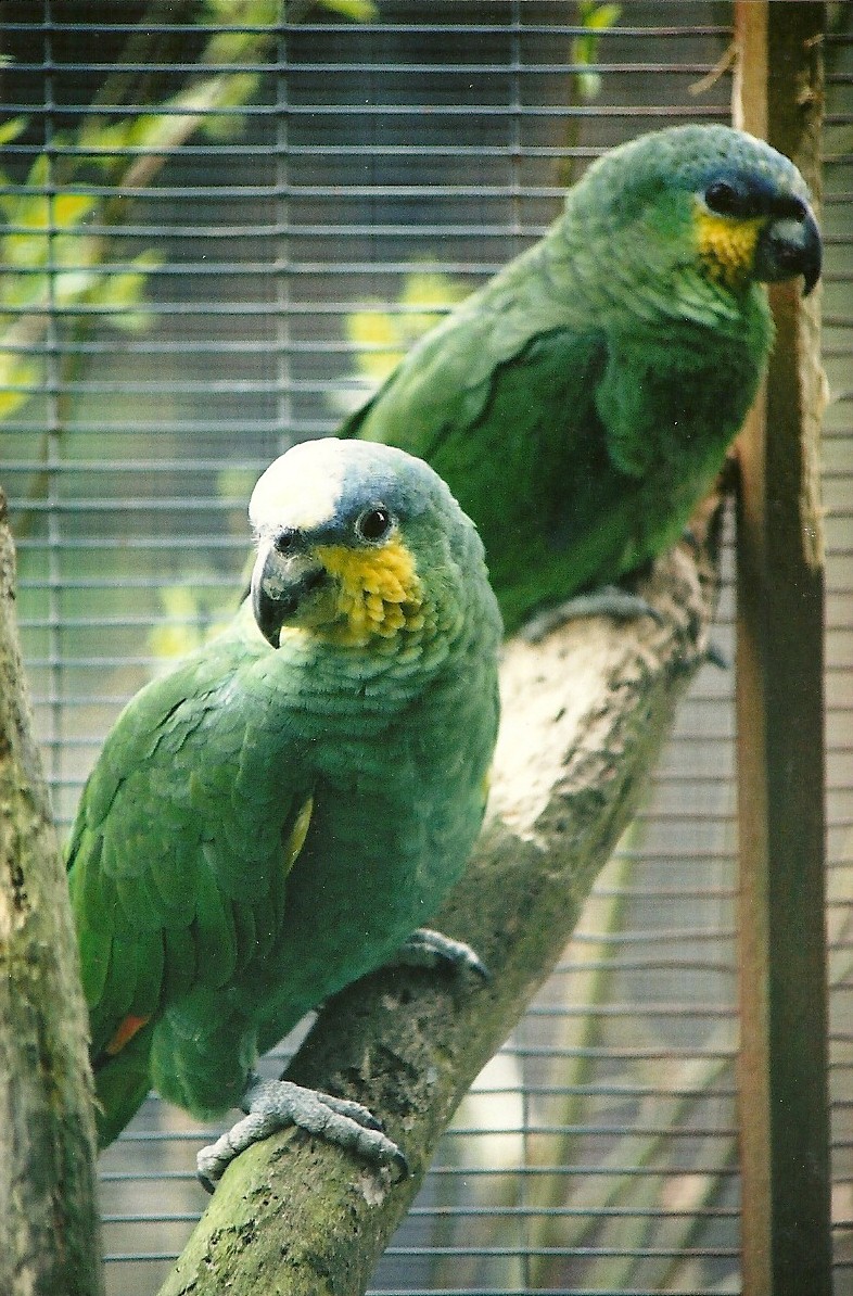 Orange-winged Amazons 16th April 2004