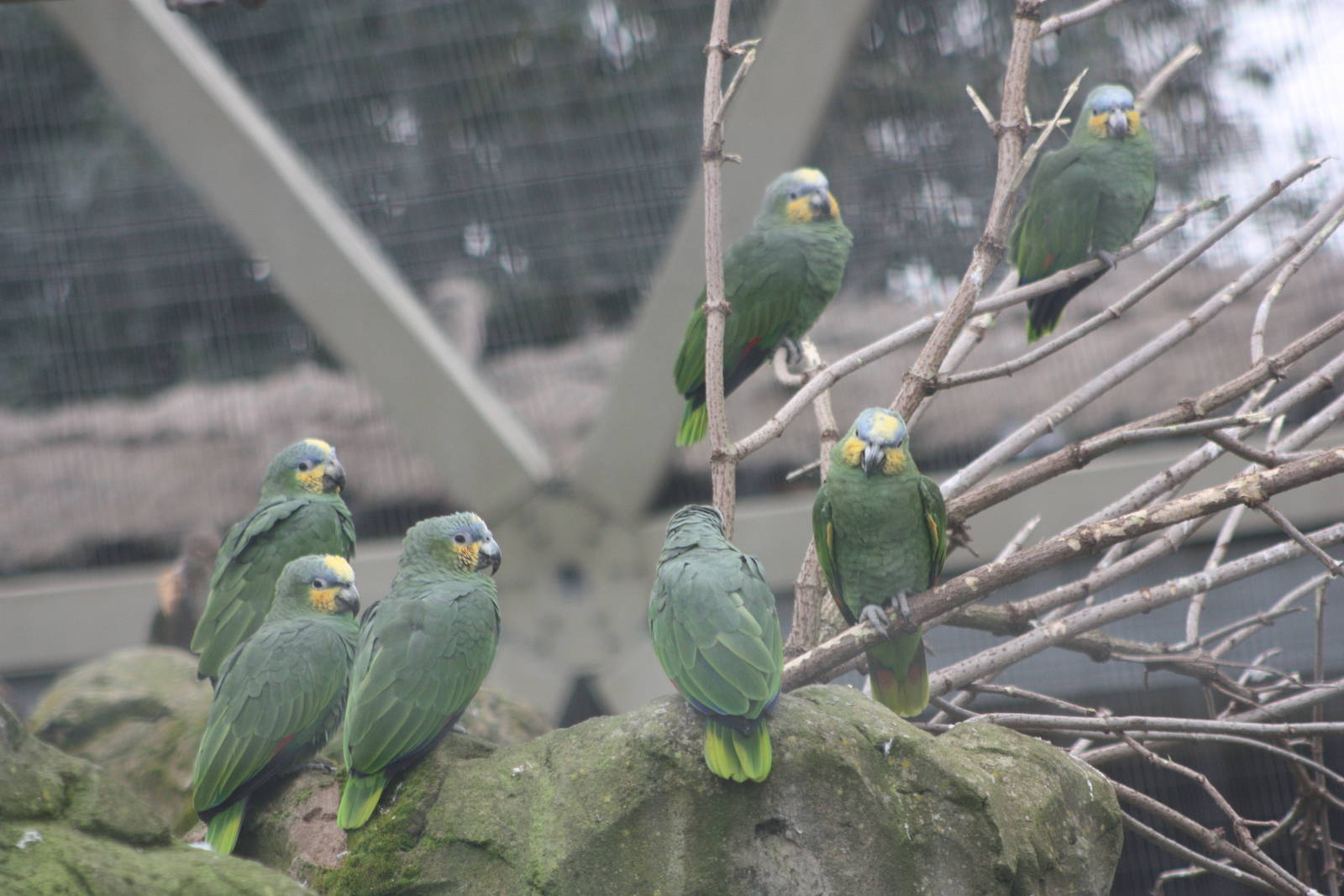 Orange-winged Amazons, 18th February 2015