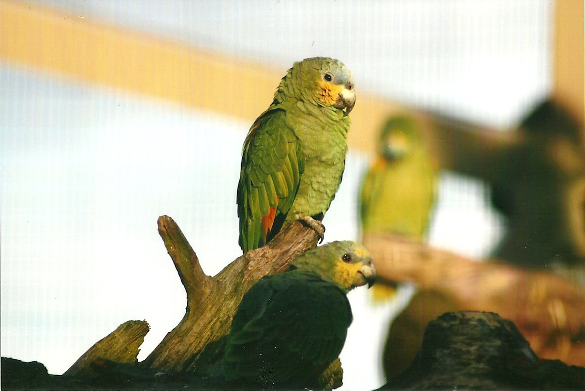 Orange-winged Amazons 1st November 2012