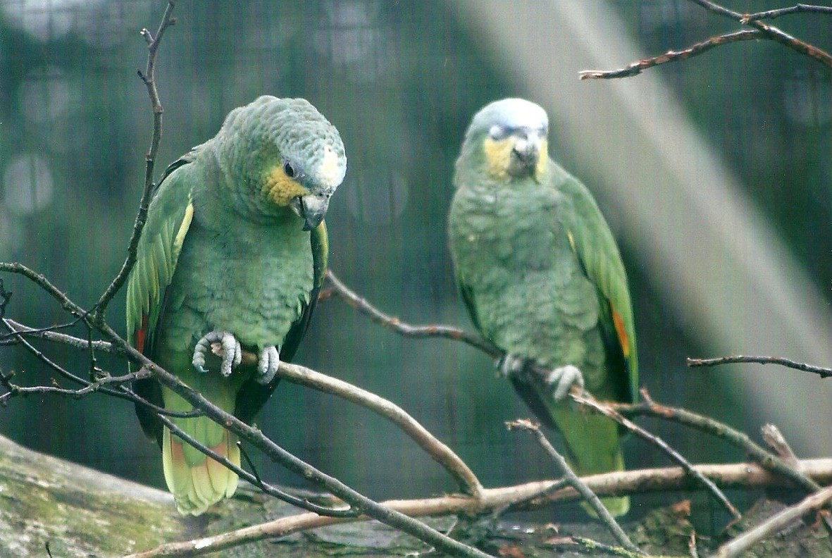 Orange-winged Amazons 27th December 2012