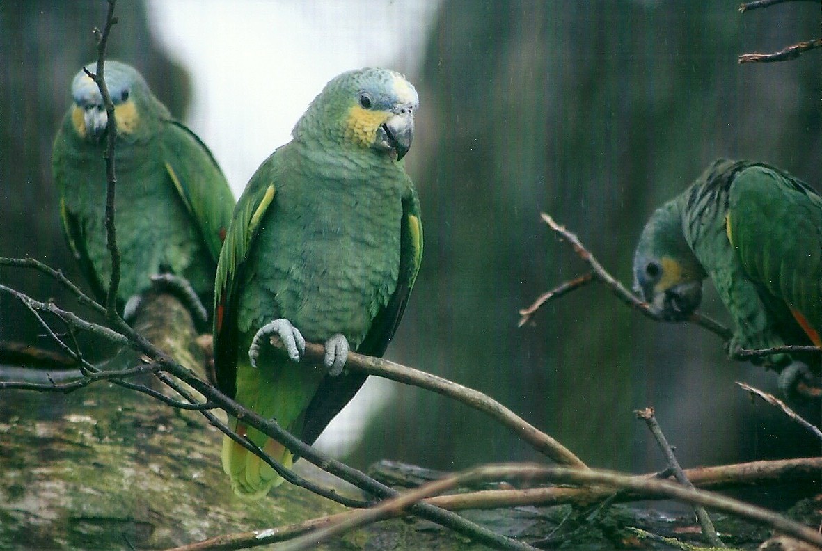 Orange-winged Amazons 27th December 2012