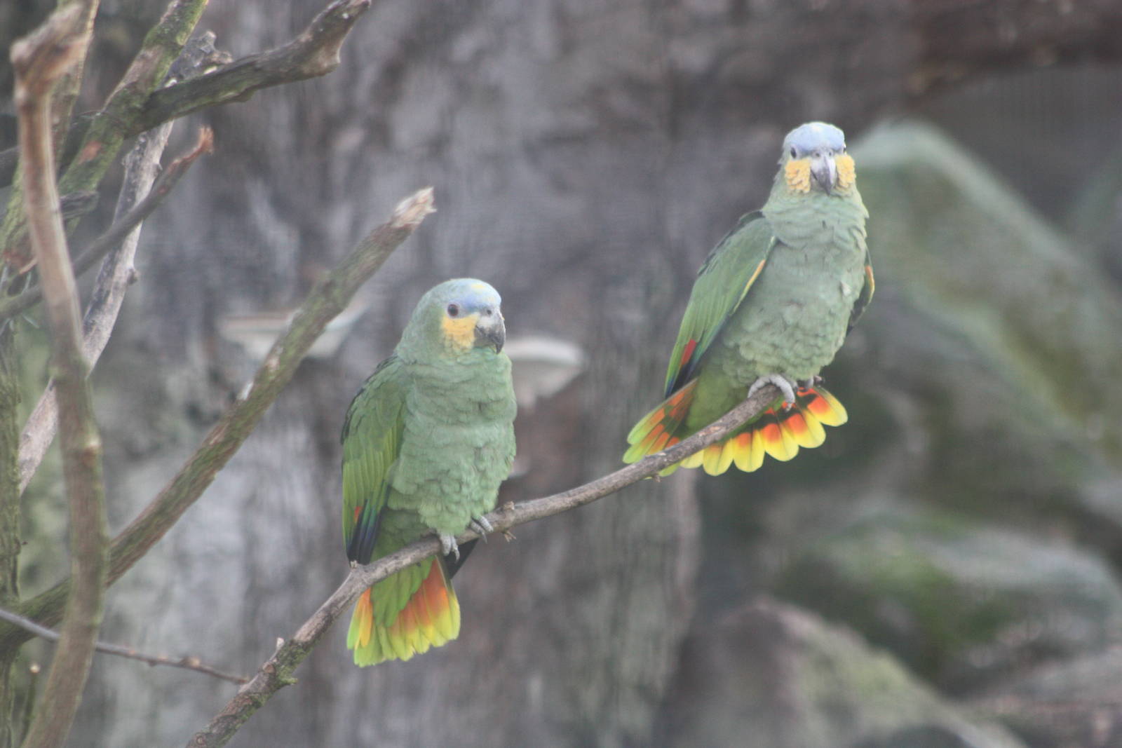 Orange-winged Amazons, 30th December 2014