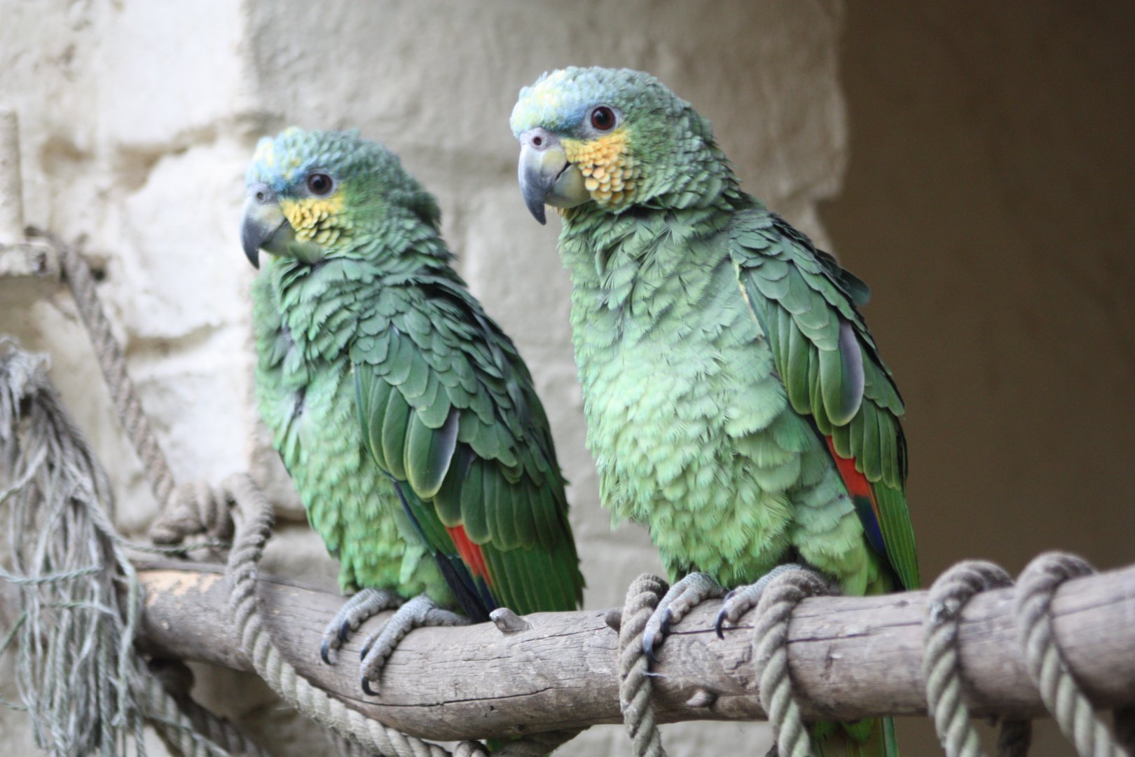 Orange-winged Amazons, 30th October 2016