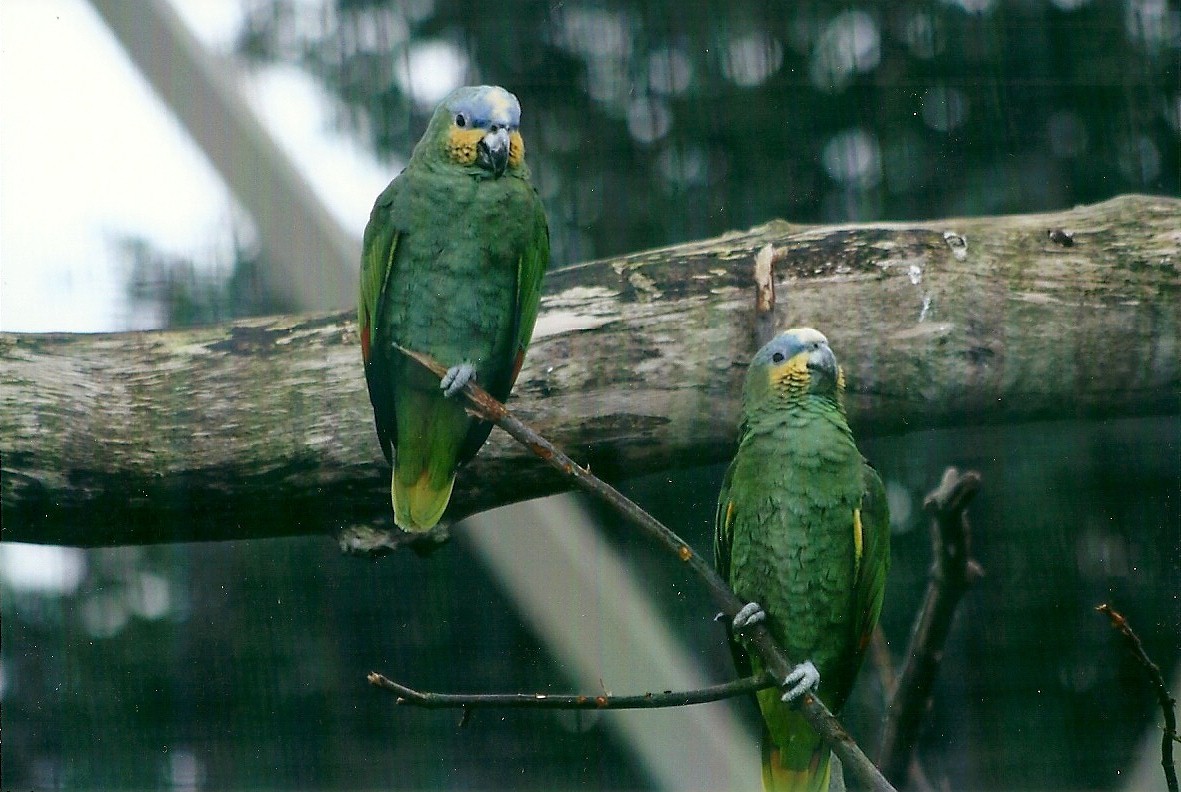 Orange-winged Amazons 4th January 2013