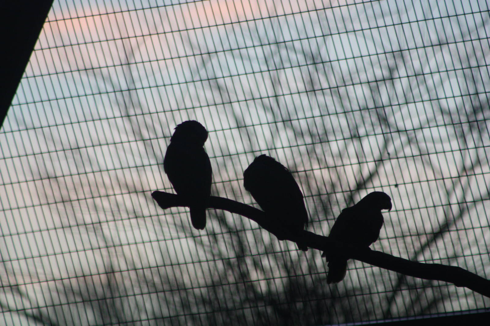 Orange-winged Amazons in silhouette, 30th December 2014