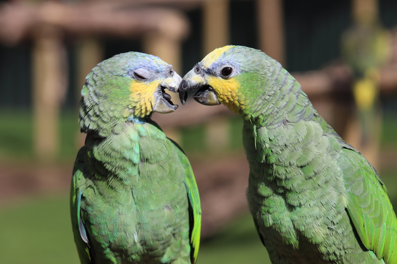 Orange-winged Amazons