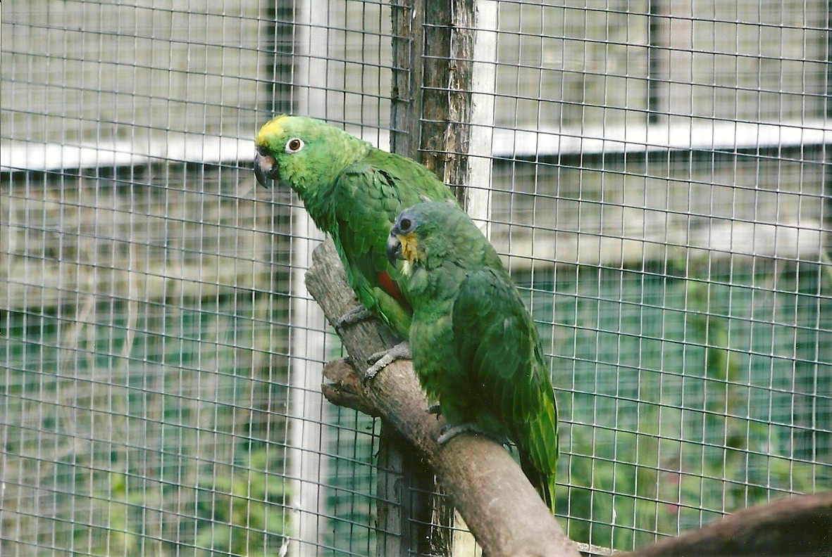 Orange-winged and Yellow-crowned Amazons11th September 2012
