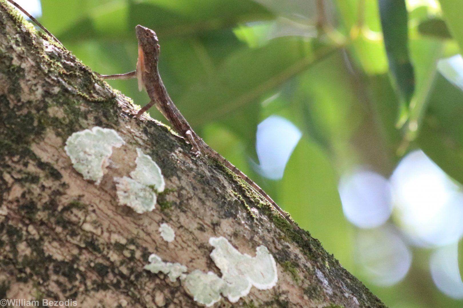 Orange-winged Gliding Lizard - Khao Yai National Park