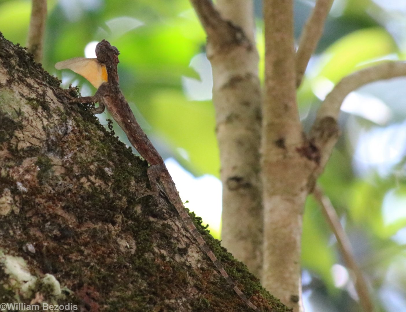Orange-winged Gliding-lizard - Khao Yai National Park
