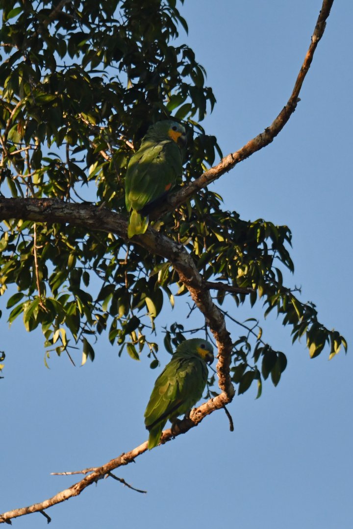 Orange-winged Parrot Amazona amazonica