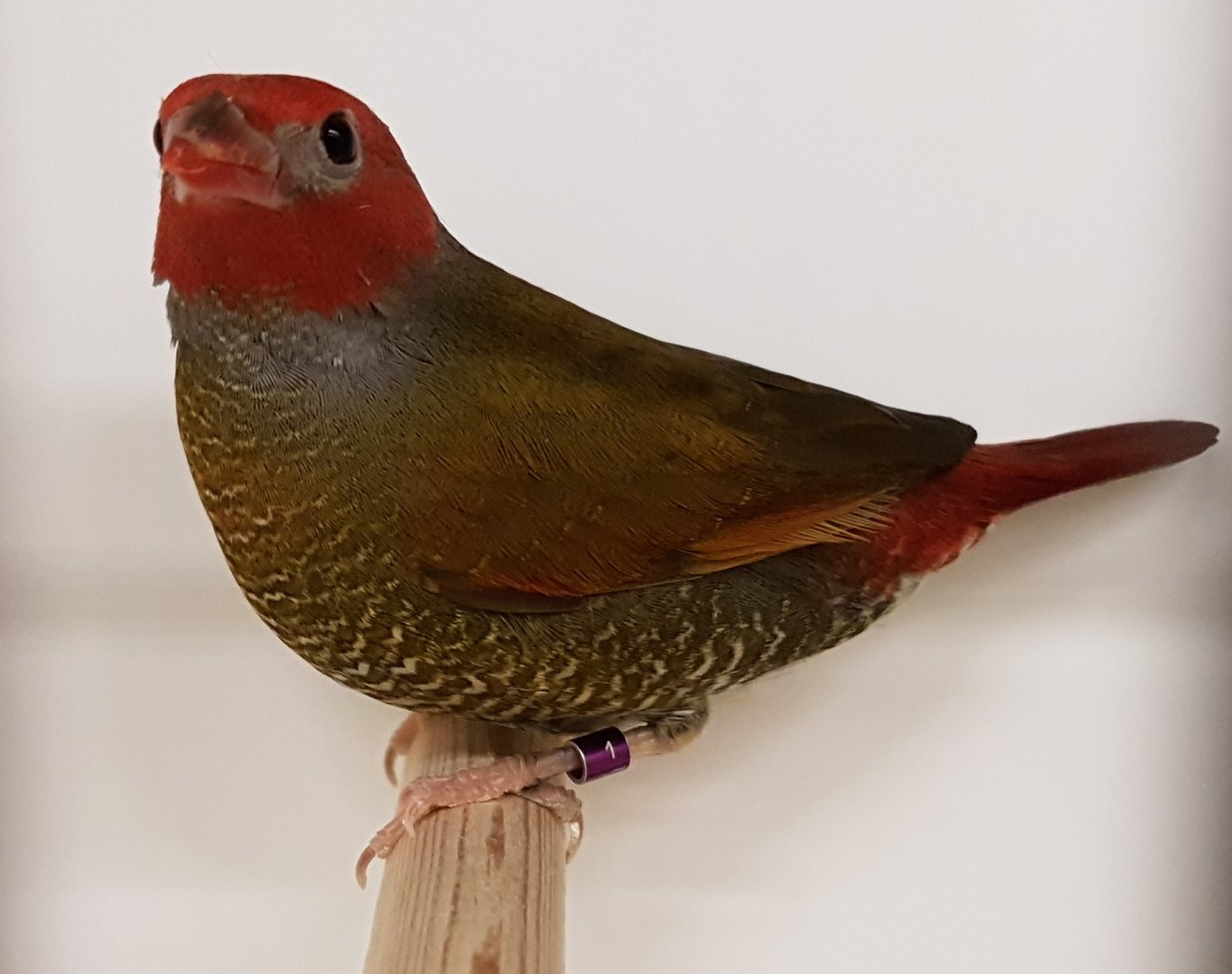 Orange-winged pytilia