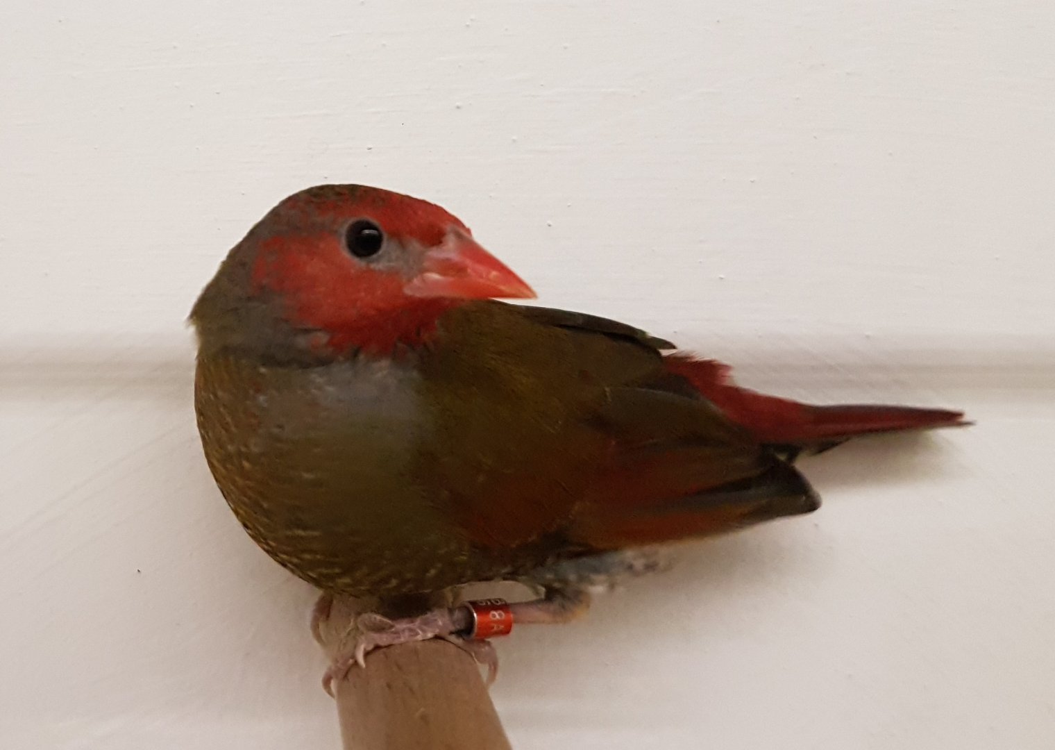 Orange-winged pytilia