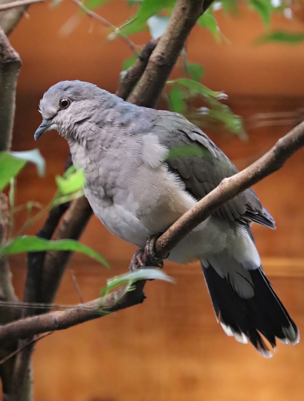 Orange-winged white-tipped dove (Leptotila verreauxi decipiens)