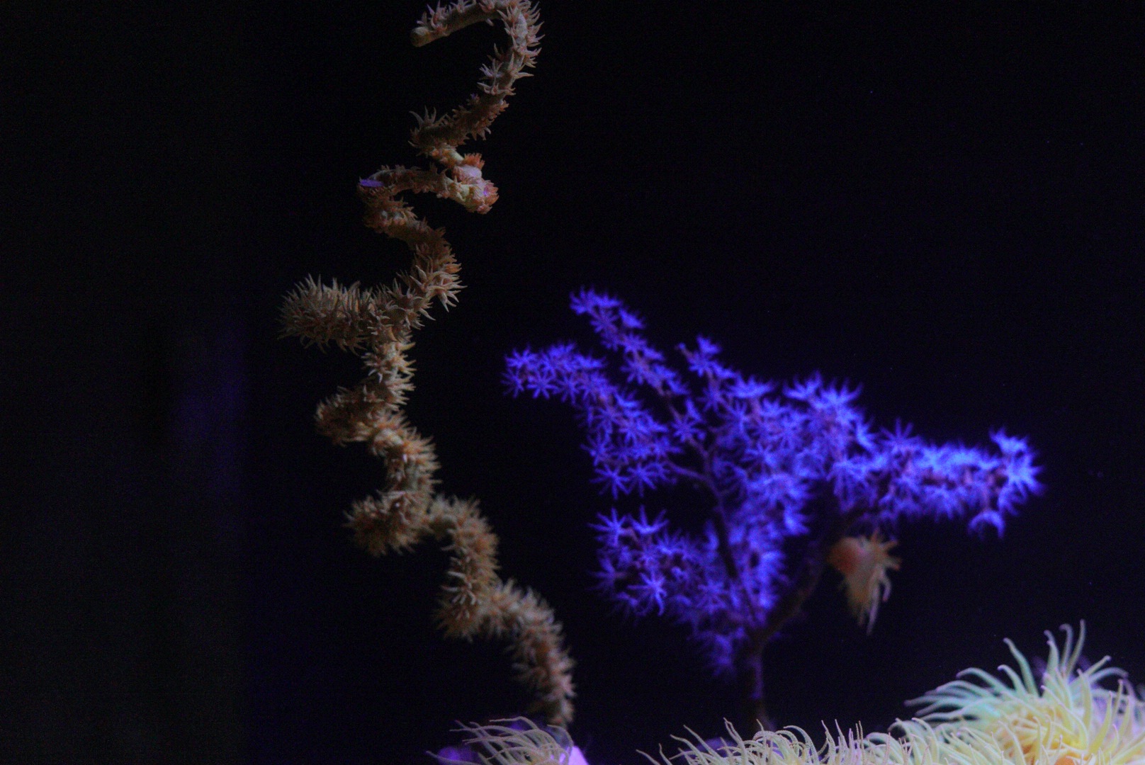 Orange / Yellow Wire Coral and Gorgonian