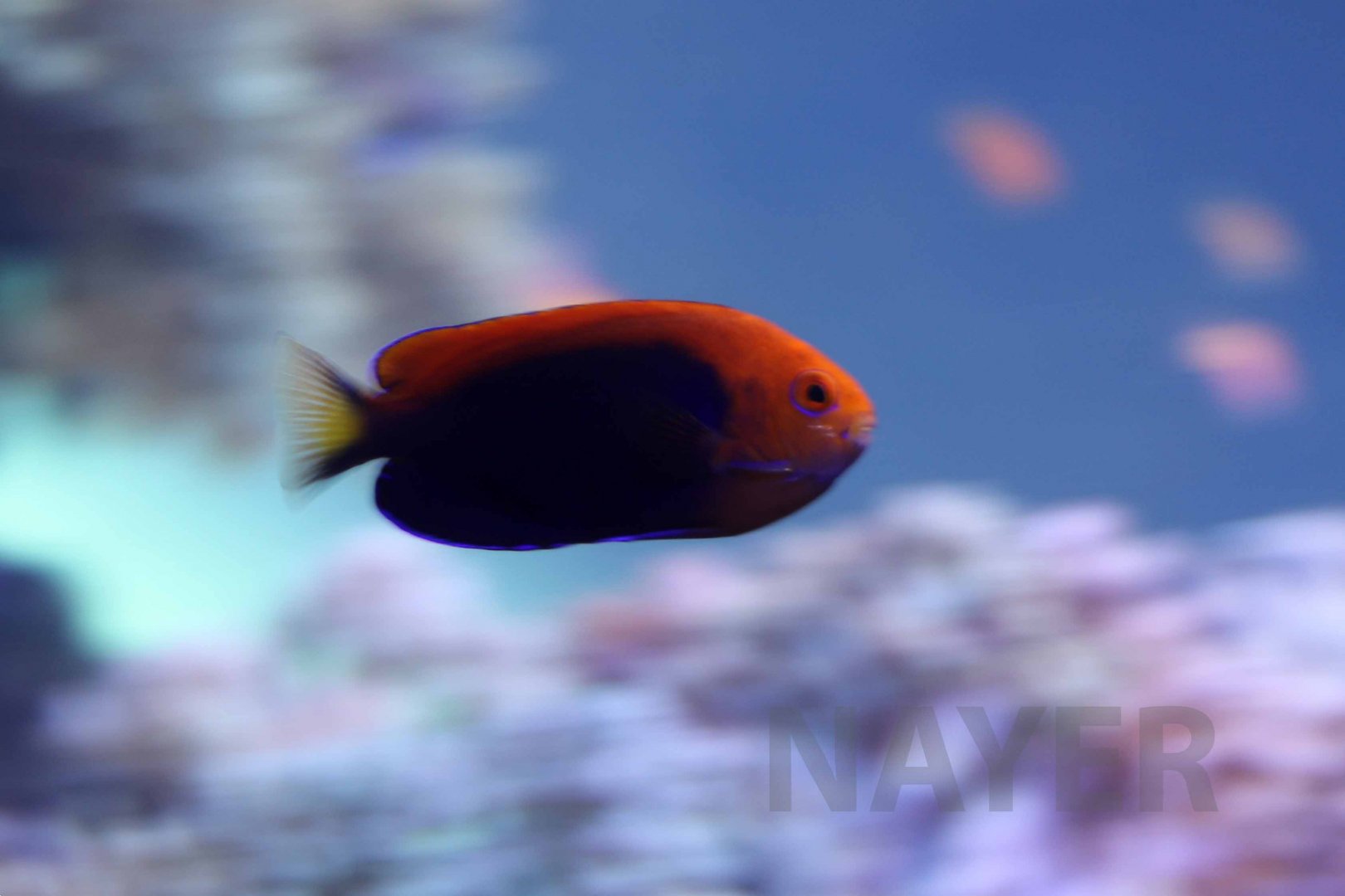 Orangeback angelfish, October 2017