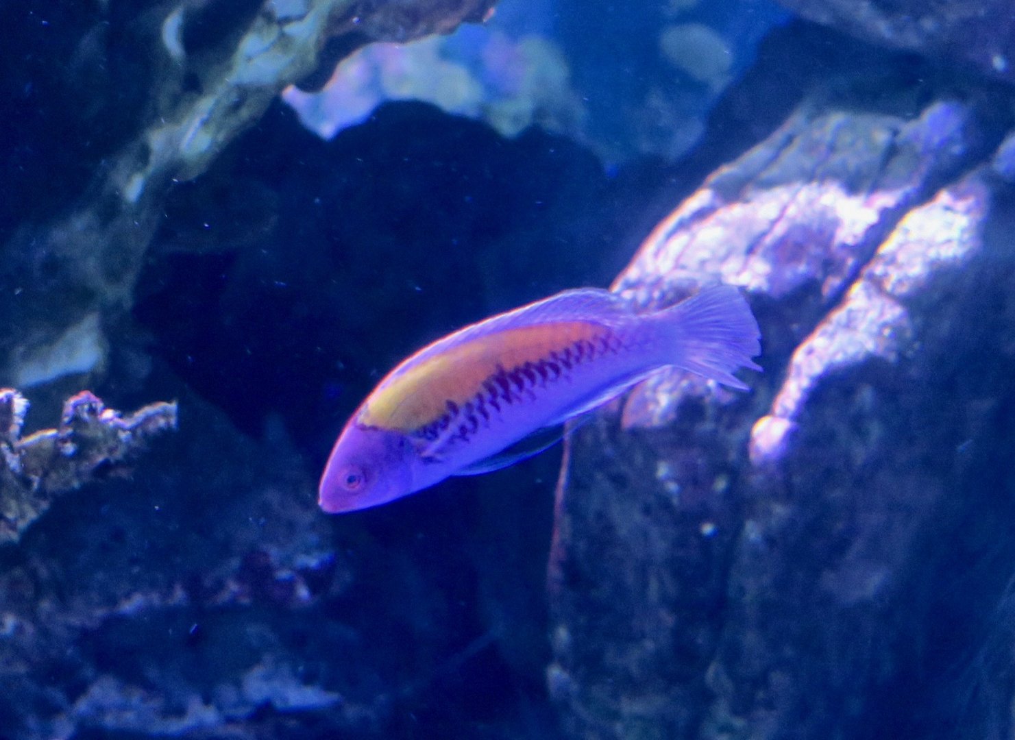 Orangeback Fairy-Wrasse (Cirrhilabrus aurantidorsalis)