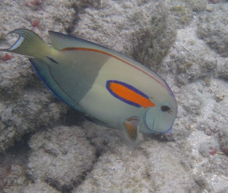 Orangeband Surgeonfish (Acanthurus olivaceus)