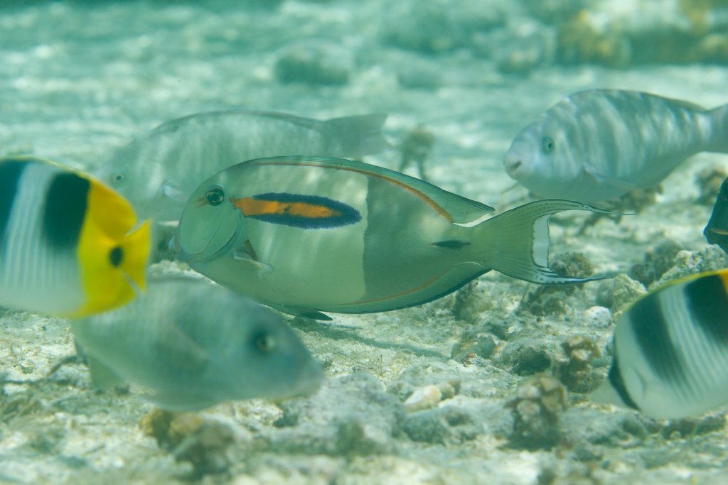 Orangeband Surgeonfish (Acanthurus olivaceus)