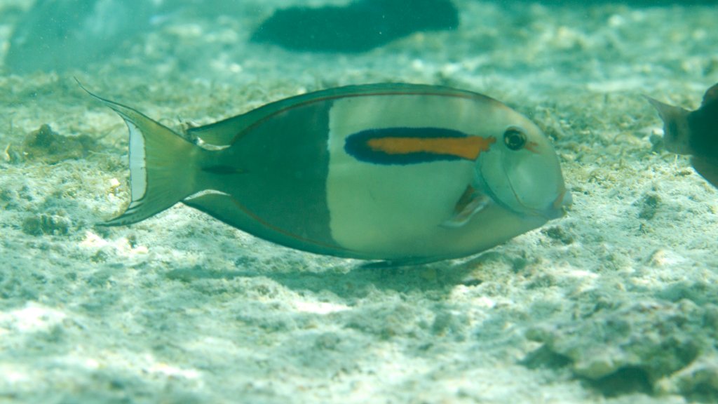 Orangeband Surgeonfish (Acanthurus olivaceus)