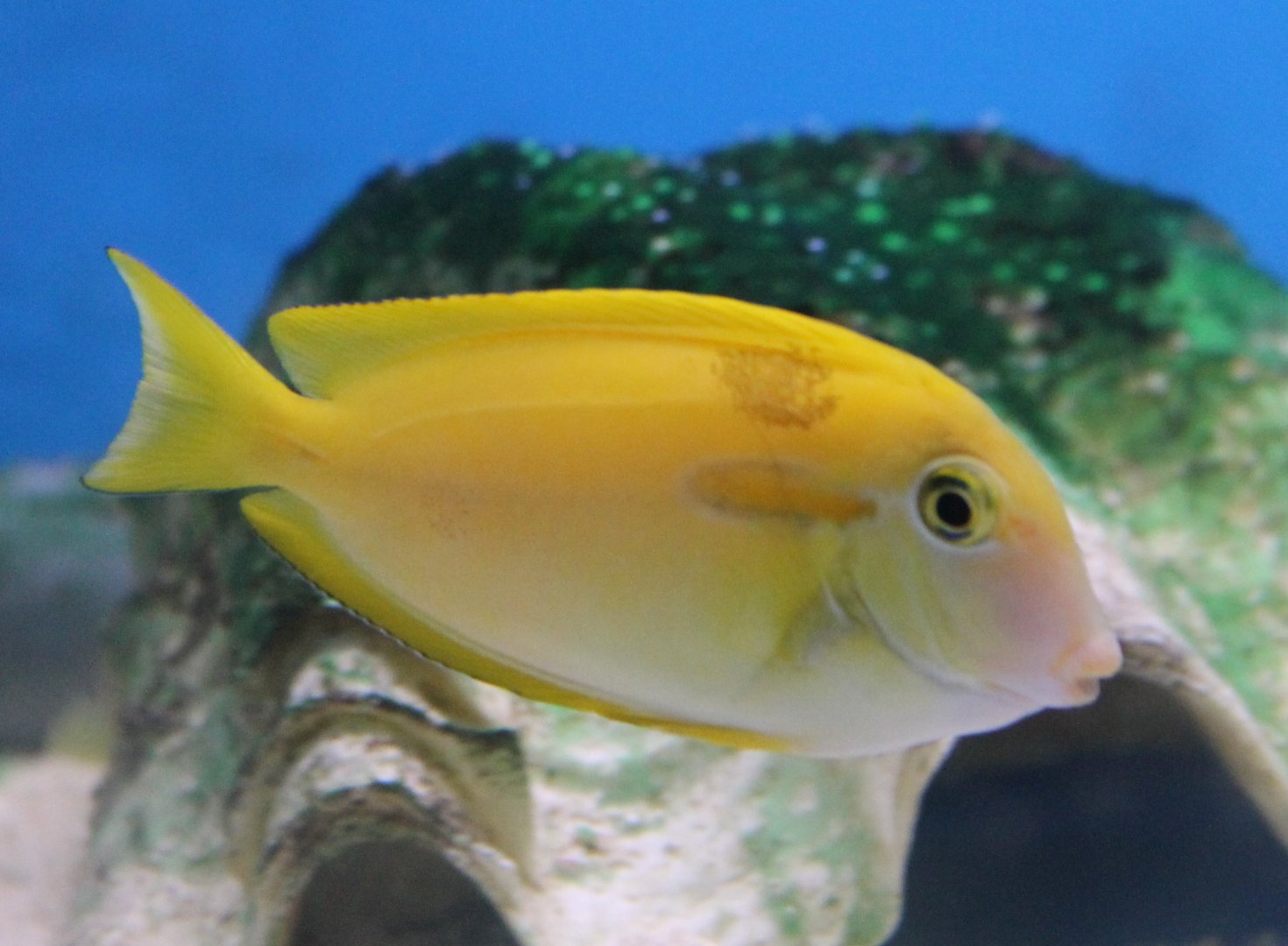 Orangeband Surgeonfish (Acanthurus olivaceus)