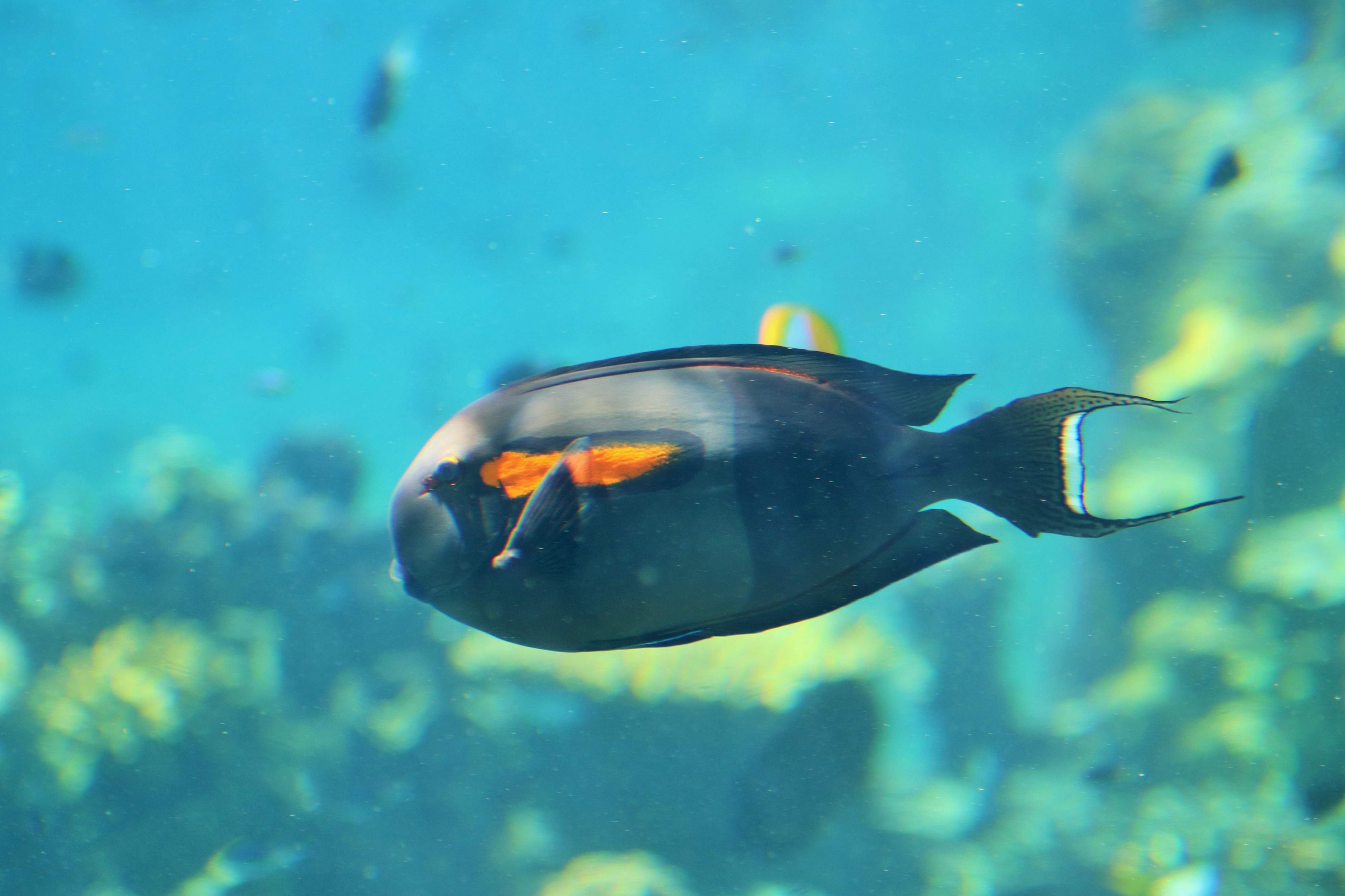 Orangeband Surgeonfish (Acanthurus olivaceus)