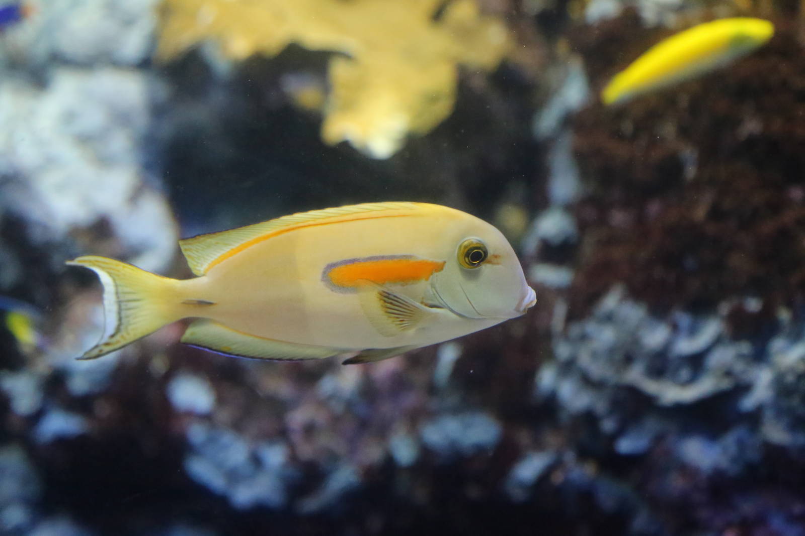 Orangeband Surgeonfish