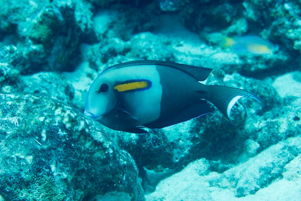 Orangeband Surgeonfish