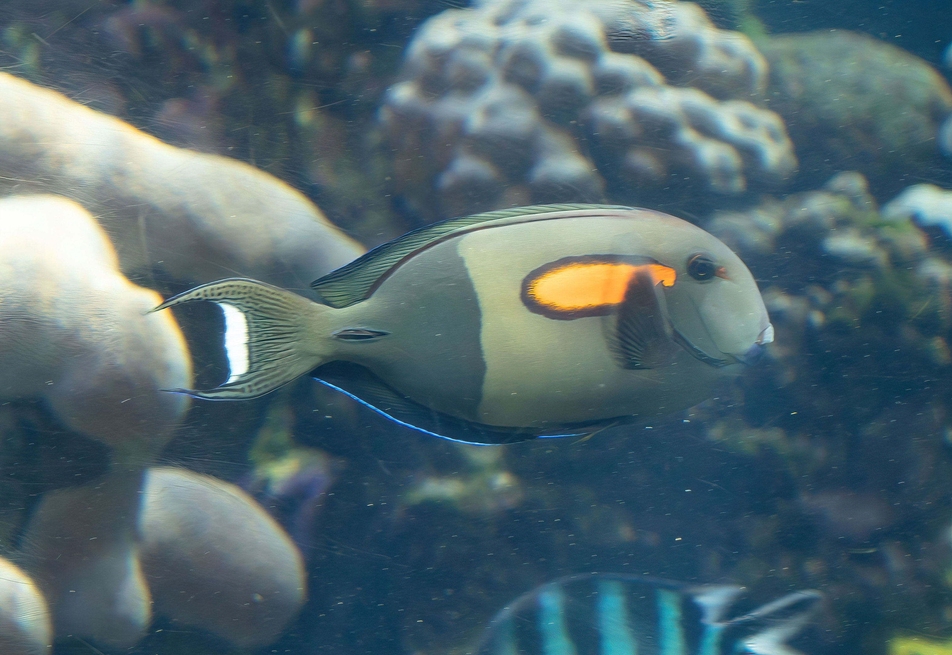Orangeband Surgeonfish