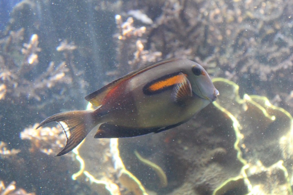 Orangebar Surgeonfish (Acanthurus olivaceus)