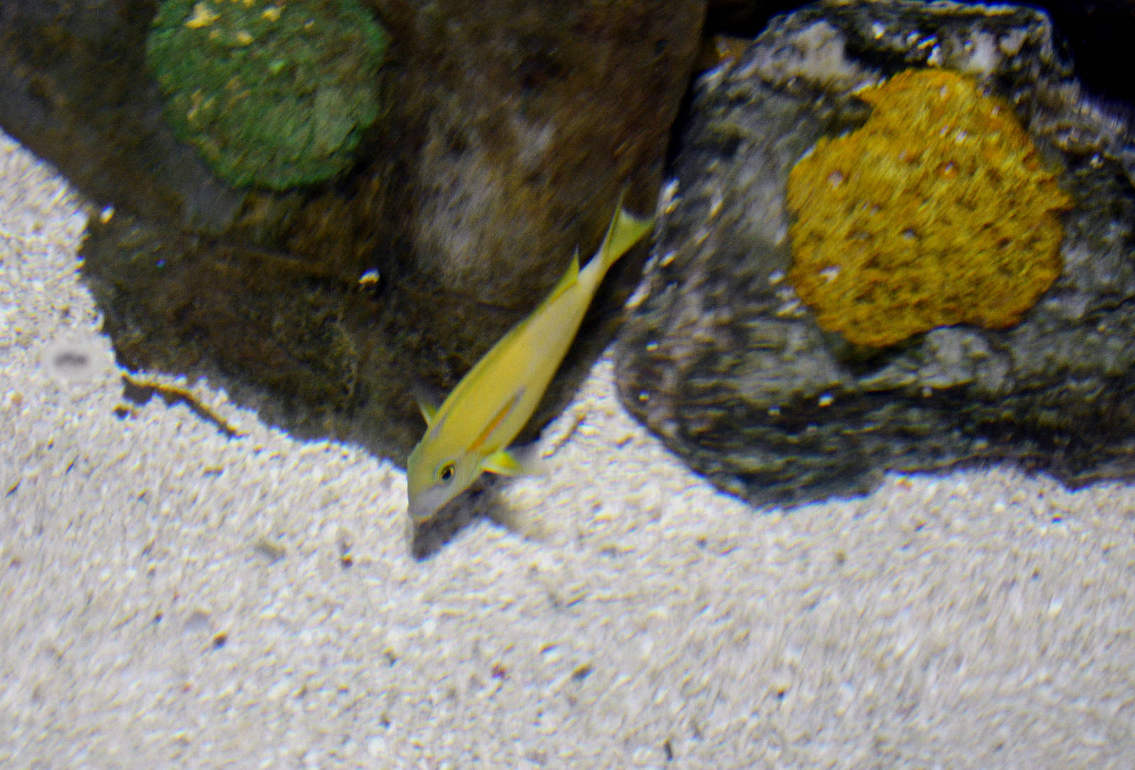 Orangeblotch surgeonfish