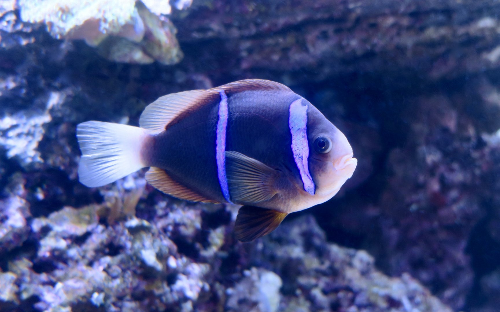 Orangefin Anemonefish (Amphiprion chrysopterus)